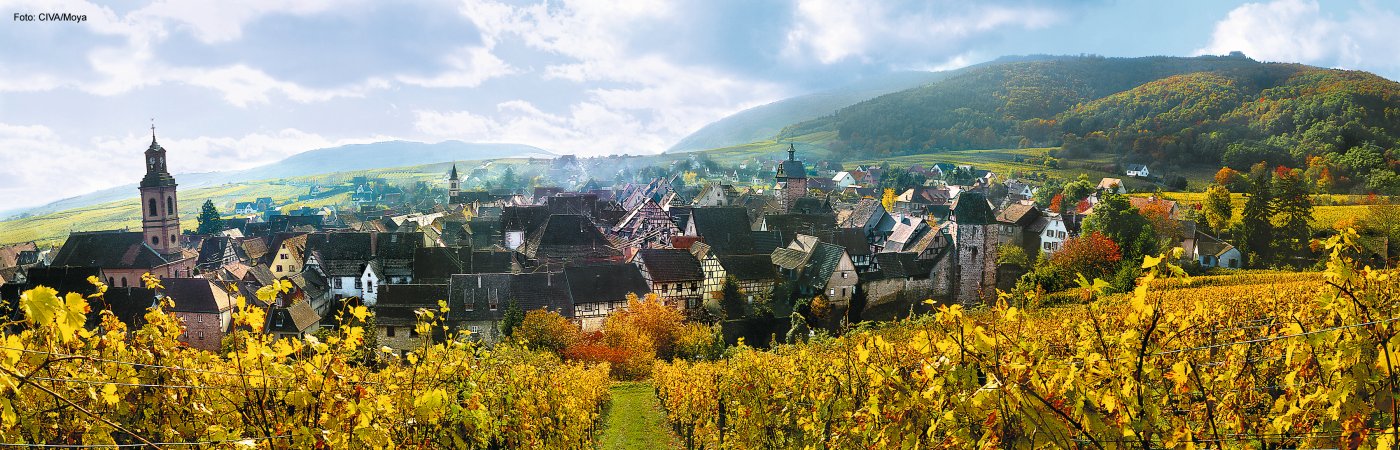 Herbstliche Landschaft Weinberge Panorama