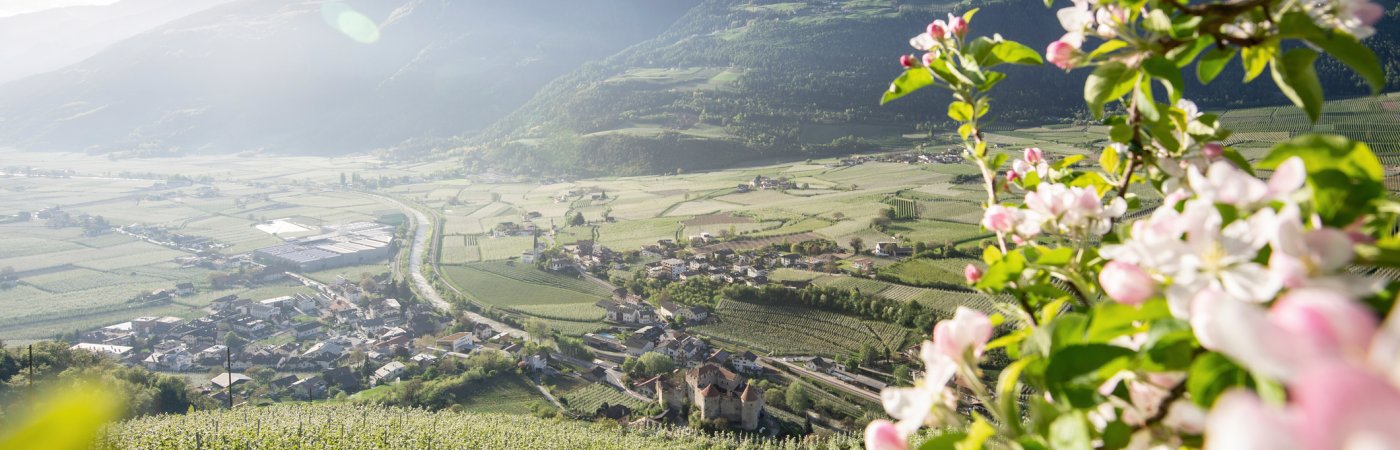 Apfelblüte in Südtirol